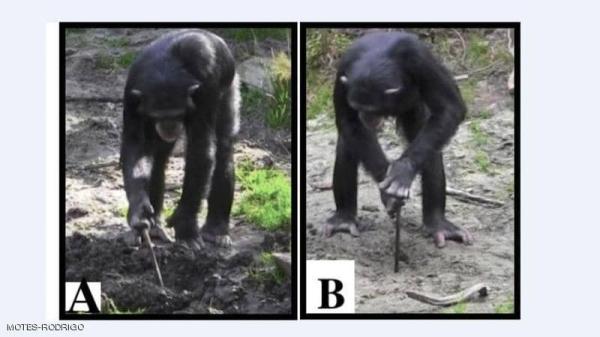 الشمبانزي الباحث عن الطعام.. سلوك يفسر تصرفات الإنسان القديم