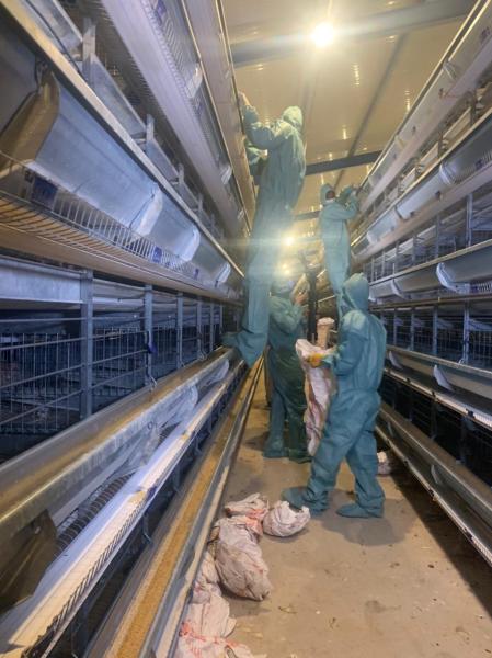 اللجنةُ المشكلة بأمرِ محافظ البصرة تباشرُ إجراءاتها لمواجهةِ "انفلونزا الطيور"