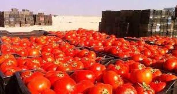 زراعة الزبير تكشف عن ارتفاع معدلات انتاج الطماطم