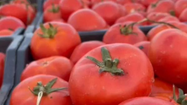 اعلان ارتفاع إنتاج محصول الطماطم في البصرة