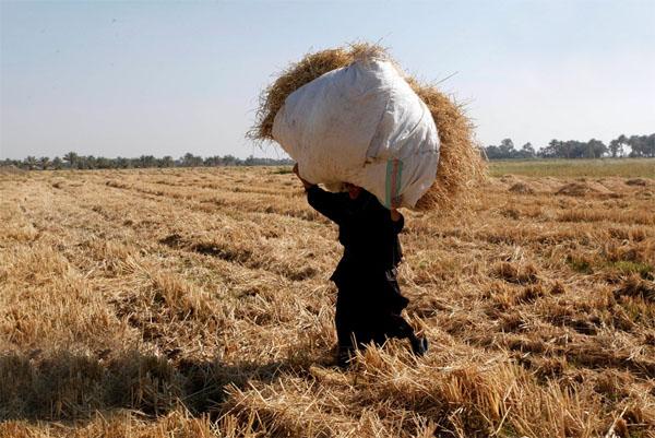 وزير الزراعة يؤكد دعم تنفيذ الخطة الزراعية وتسهيل الإجراءات المقدّمة للفلاحين