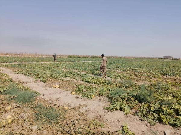 وزارة الزراعة تصادق على الخطة الشتوية لمختلف المحاصيل في البصرة