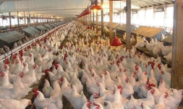 زراعة البصرة تُسوق أكثر من 800 ألف دجاجة خلال الشهر الحالي