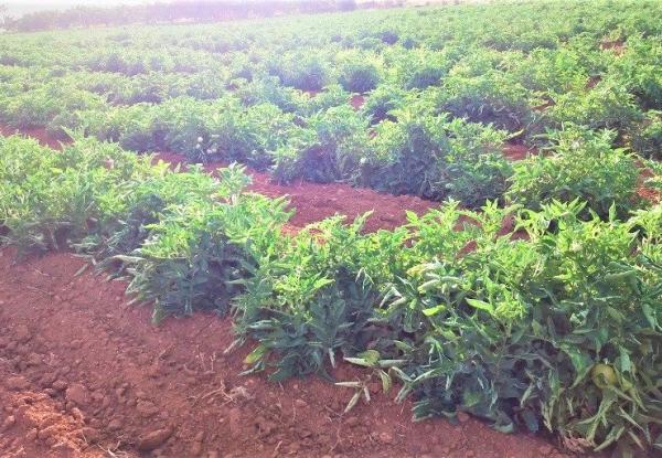 البصرة .. البدء بحملة لمكافحة حشرة حفار اوراق الطماطم في الحقول والبساتين الزراعية
