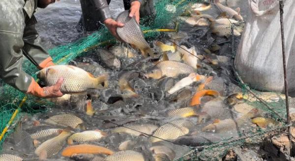 وزارة الزراعة تُعلن عودة أسعار الأسماك لوضعها الطبيعي