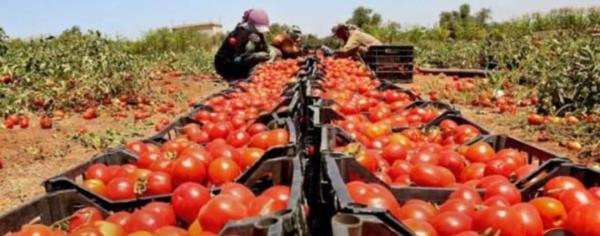 زراعة البصرة تعلن عن تسويق أكثر من 40 الف طن من محصول الطماطم