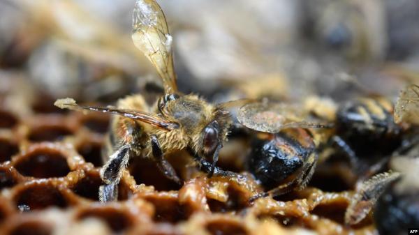 مستقبل الغذاء في خطر.. هلاك نصف مليار نحلة