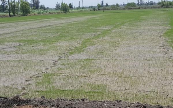 الموارد المائية توافق على زراعة 150 الف طن شلب في ميسان
