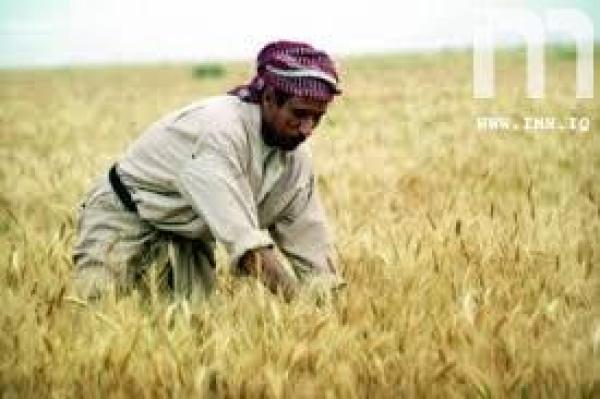 سايلو البصرة يستقبل اكثر من 23 الف طن من محصول الحنطة للموسم الحالي