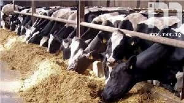 وزارة الزراعة تكشف عن استيراد أبقار من هولندا