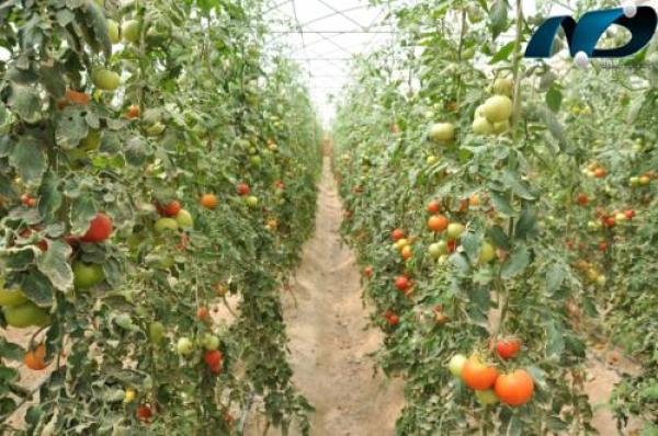 محافظ البصرة : ايقاف استيراد الطماطة دعما لانتاج المحافظة
