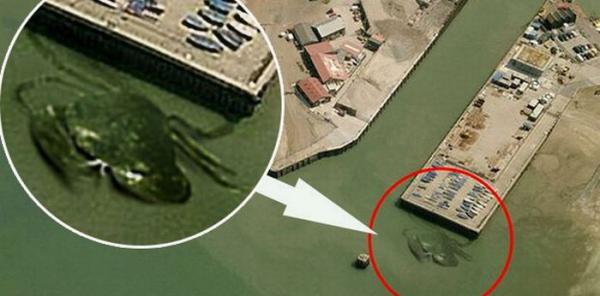 صورة لسرطان عملاق طوله 15 مترا في المياه البريطانية