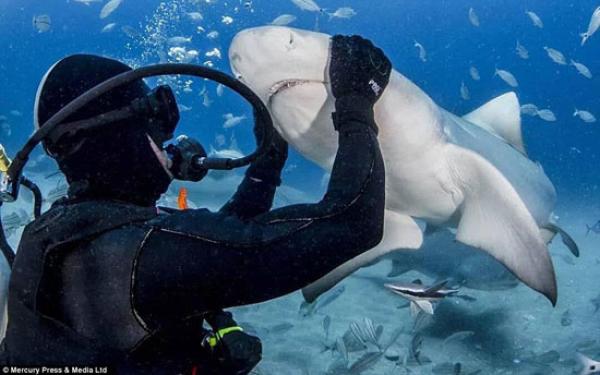 غواصان يطعمان أسماك القرش ويلتقطان صورا مذهلة معها