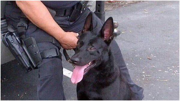 شرطة فلوريدا تفصل كلبًا من الخدمة بعدما عض شخصين