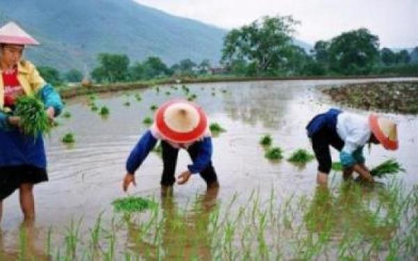 سكان قرية صينية "يعزفون" للأرز لزيادة إنتاجه