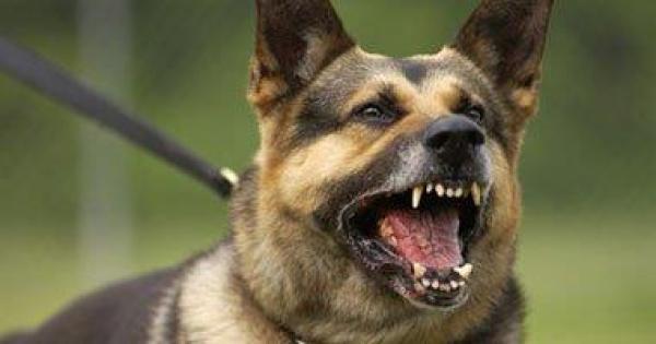محكمة كرواتية تصدر أمرا بإلزام كلب بعدم النباح طوال الليل