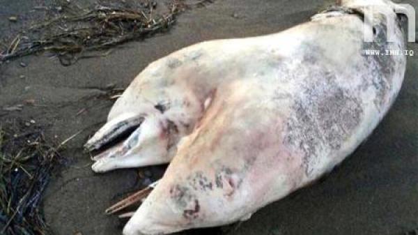 العلماء يعكفون على دراسة دلفين برأسين ظهر على الشواطئ التركية