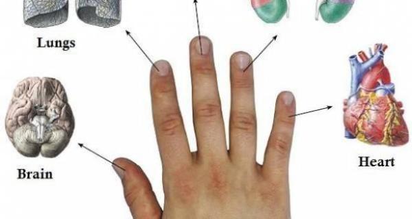 كل إصبع مرتبط بعضوين من أعضاء جسمك: طريقة يابانية تعالجك في 5 دقائق