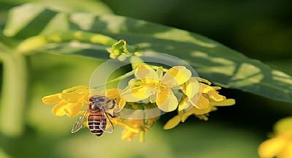 توسيع زراعة الشلجم يتسبب بهلاك النحل البري