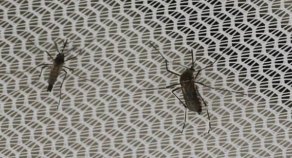 طرق طبيعية تُبعد الحشرات المزعجة عن منزلك